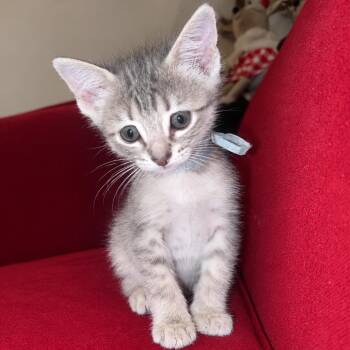 Mitzi -  Domestic Short Hair Cat for Adoption in Tucson, Arizona - Mitzi | PetCurious