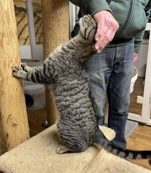 Domestic Short Hair and Tabby Cats Available for Adoption - Elvis | PetCurious