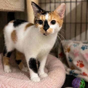 Angelica -  Domestic Short Hair Cat for Adoption in Gun Barrel City, Texas - Angelica | PetCurious
