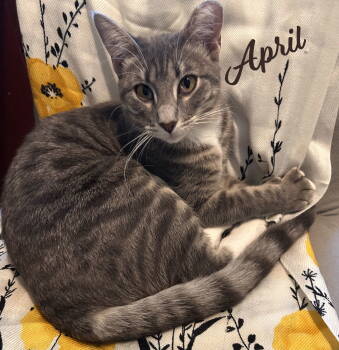 Rescue Tabby and Domestic Short Hair Cats for Adoption in Houston, Texas - April #snuggle-queen | PetCurious