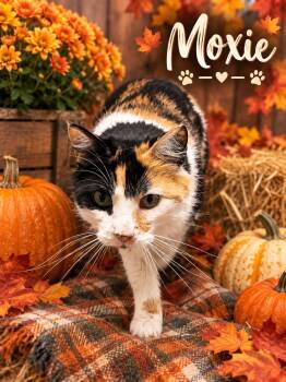 Moxie -  Domestic Medium Hair Cat for Adoption in Barton, Vermont - Moxie | PetCurious