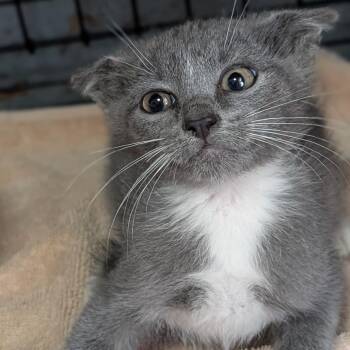 CAJC-Stray-173959_2_3 -  Domestic Short Hair Cat for Adoption in Jefferson City, Tennessee - CAJC-Stray-173959_2_3 | PetCurious