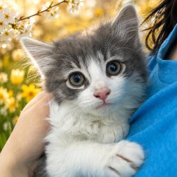Domestic Long Hair Cats Available for Adoption in Belleville, Michigan - Crabby | PetCurious