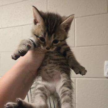 Titan -  Domestic Short Hair Cat for Adoption in Bristol, Indiana - Titan | PetCurious