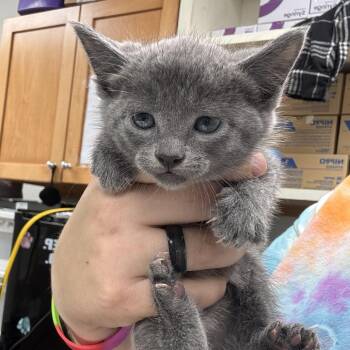 Kylee -  Domestic Short Hair Cat for Adoption in Starkville, Mississippi - Kylee | PetCurious