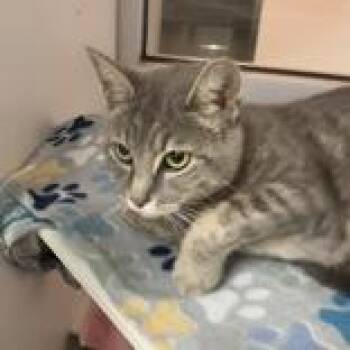 Helen -  Domestic Short Hair Cat for Adoption in Hilliard, Ohio - Helen | PetCurious