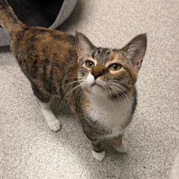 Zinfandel -  Domestic Short Hair Cat for Adoption in Naperville, Illinois - Zinfandel | PetCurious