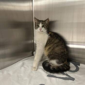 Domestic Short Hair Cats Available for Adoption in Austin, Texas - Juicy Love Dion | PetCurious