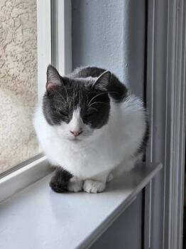 Rescue Domestic Short Hair Cats for Adoption in Jemez Pueblo, New Mexico - Sassy | PetCurious