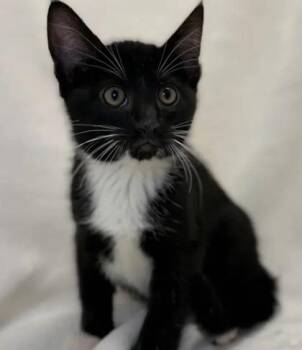 Domestic Short Hair Cats Available for Adoption in Fairfax, Virginia - Casey | PetCurious
