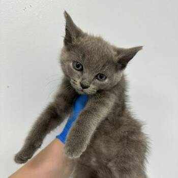 Bieber -  Domestic Medium Hair Cat for Adoption in Indianapolis, Indiana - Bieber | PetCurious