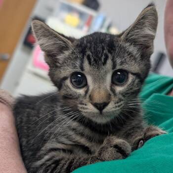Casey -  Domestic Short Hair Cat for Adoption in Canton, Illinois - Casey | PetCurious