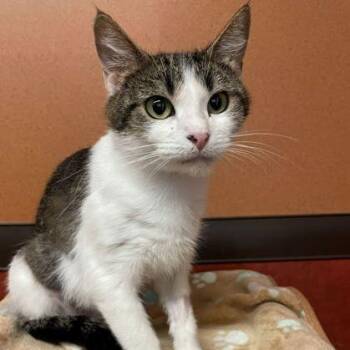 River -  Domestic Short Hair Cat for Adoption in Rochester, Minnesota - River | PetCurious