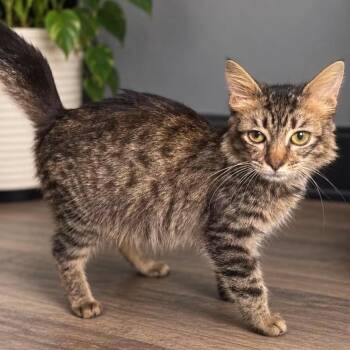 Tnr - purrdey 2301 e graves -  Domestic Short Hair Cat for Adoption in Debary, Florida - Tnr - Purrdey 2301 E Graves | PetCurious