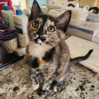 Domestic Short Hair Cats Available for Adoption in Talent, Oregon - Daisy (purple) | PetCurious