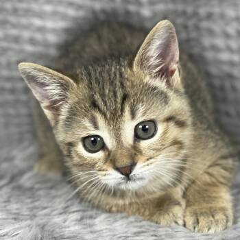 Domestic Short Hair Cats Available for Adoption in Social Circle, Georgia - Skid Plate - Andrea Foster | PetCurious