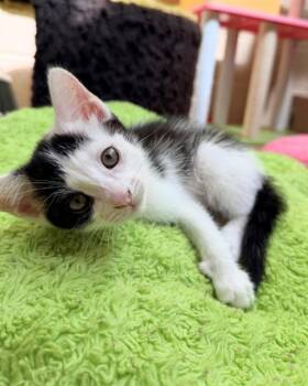 DAPHNE -  Domestic Short Hair Cat for Adoption in Chula Vista, California - DAPHNE | PetCurious