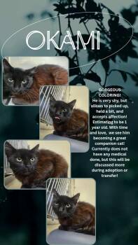 Rescue Domestic Medium Hair Cats for Adoption in Rock Falls, Illinois - OKAMI | PetCurious