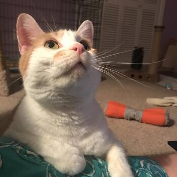 Apollo #1 -  Domestic Short Hair Cat for Adoption in Cumming, Georgia - Apollo #1 | PetCurious