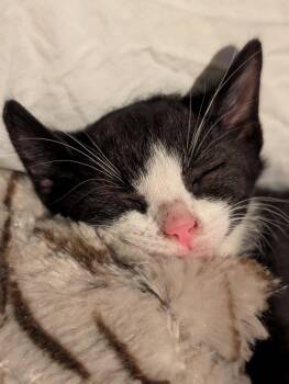 Argyle -  Domestic Short Hair Cat for Adoption in Chicago, Illinois - Argyle | PetCurious