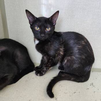 Rescue Domestic Short Hair Cats for Adoption in Monroe, Michigan - Cynthia | PetCurious