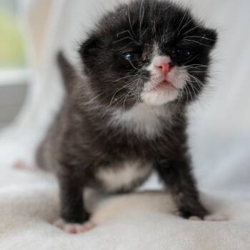 Jet -  Domestic Medium Hair Cat for Adoption in Durango, Colorado - Jet | PetCurious