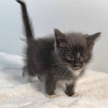 Possum -  Domestic Medium Hair Cat for Adoption in Johnson City, Tennessee - Possum | PetCurious