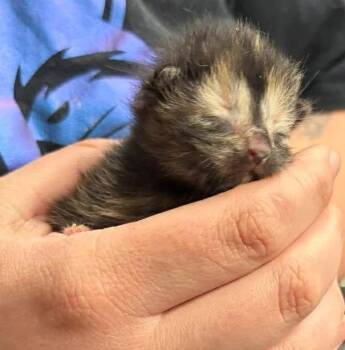 Domestic Short Hair Cats Available for Adoption in Republic, Missouri - Quail | PetCurious