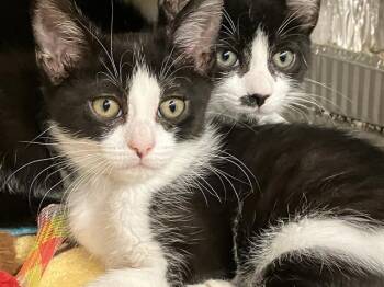 Domestic Short Hair Cats Available for Adoption in Tustin, California - FLORA | PetCurious