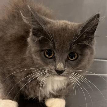 Haze -  Domestic Long Hair and Domestic Short Hair Cat for Adoption in Washburn, Missouri - Haze | PetCurious