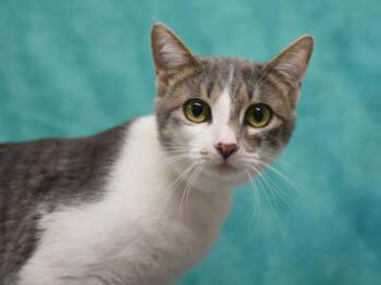 Silver -  Domestic Short Hair Cat for Adoption in Portland, Oregon - Silver | PetCurious