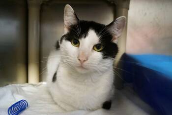 Donatello -  Domestic Short Hair Cat Available for Adoption in New Milford, Connecticut - Donatello | PetCurious