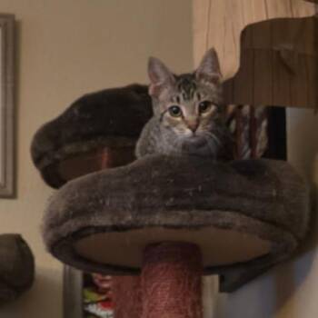 Savanna -  Domestic Short Hair Cat for Adoption in Mondovi, Wisconsin - Savanna | PetCurious