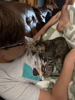 Darla -  Domestic Short Hair Cat for Adoption in Groveland, Massachusetts - Darla | PetCurious