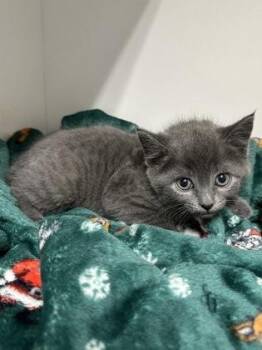 Sapphire -  Domestic Short Hair Cat for Adoption in West Chester, Pennsylvania - Sapphire | PetCurious