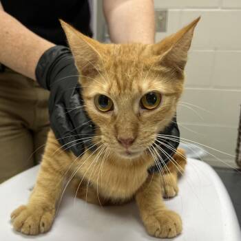 Carrot -  Domestic Short Hair Cat for Adoption in Lufkin, Texas - Carrot | PetCurious