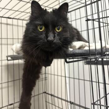 Hocus -  Domestic Long Hair Cat for Adoption in Bloomington, Illinois - Hocus | PetCurious