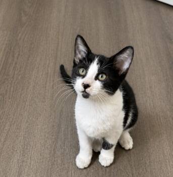 Domestic Short Hair Cats Available for Adoption in Rio Linda, California - Blossom | PetCurious