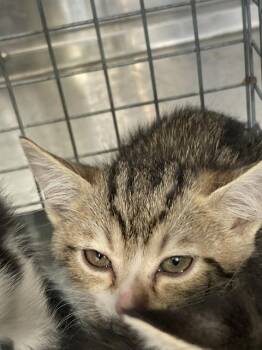 Domestic Short Hair Cats Available for Adoption in Dallas, Texas - BEBADOBEE | PetCurious