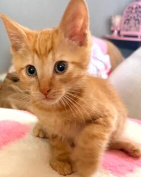 Tangerine -  Domestic Short Hair Cat for Adoption in San Diego, California - Tangerine | PetCurious
