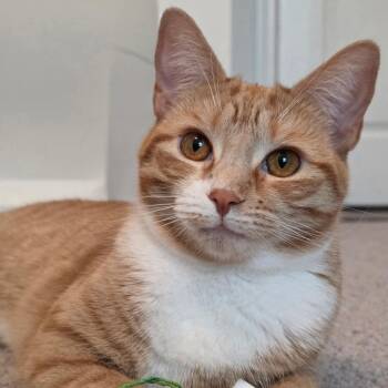 Mama & Princess -  Tabby Cat for Adoption in Tampa, Florida - Mama & Princess | PetCurious