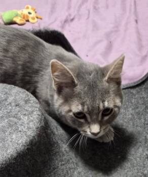 Rescue Domestic Short Hair Cats for Adoption in Sherwood, Oregon - Peach | PetCurious