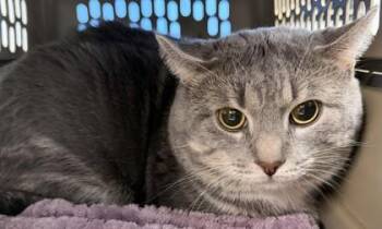 Domestic Short Hair Cats Available for Adoption in West Chester, Pennsylvania - Greg | PetCurious