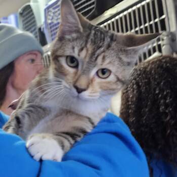 Rescue Domestic Short Hair Cats for Adoption in Camden, Delaware - Jenga | PetCurious