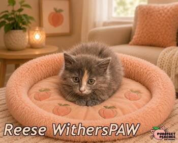 Reese WithersPAW -  Maine Coon and Domestic Long Hair Cat for Adoption in Douglasville, Georgia - Reese WithersPAW | PetCurious