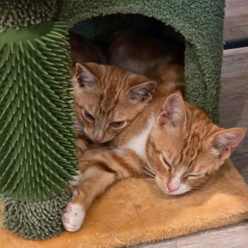 Creamsicle -  Domestic Short Hair Cat for Adoption in Cathlamet, Washington - Creamsicle | PetCurious