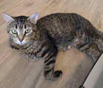 Domestic Short Hair Cats Available for Adoption in Rochester, Washington - Joyce | PetCurious