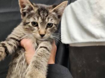 Domestic Short Hair Cats Available for Adoption in Sacramento, California - JUDI | PetCurious