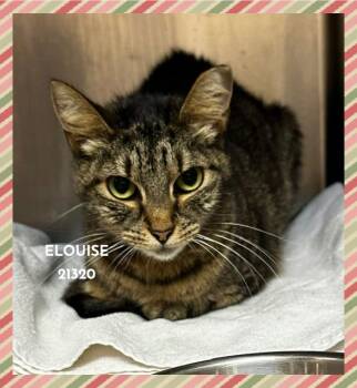 ELOUISE -  Domestic Short Hair Cat for Adoption in Marietta, Georgia - ELOUISE | PetCurious