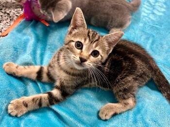 Luca -  Domestic Short Hair Cat for Adoption in Raleigh, North Carolina - Luca | PetCurious